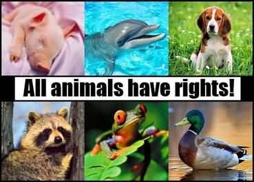 Todos os animais têm direitos!